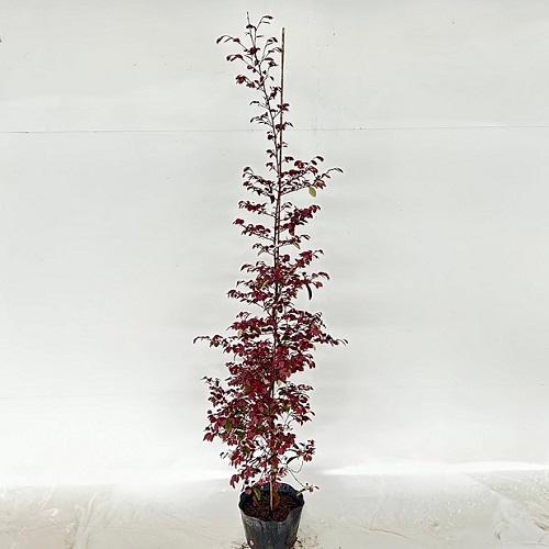 トキワマンサク（赤葉赤花） 樹高1.2m前後 18cmポット （12本セット