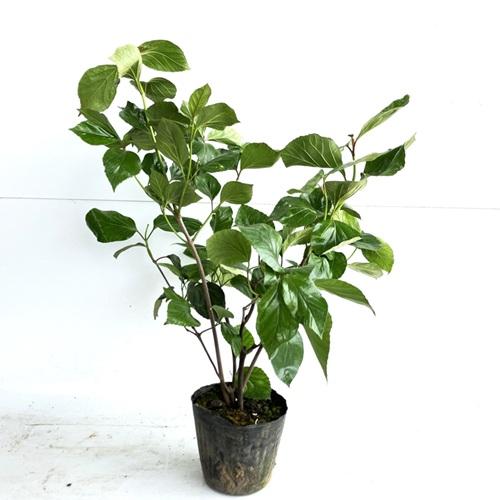 ハクサンボク 樹高0.4m前後 15cmポット （ 単 品 ） 苗 植木 苗木 庭