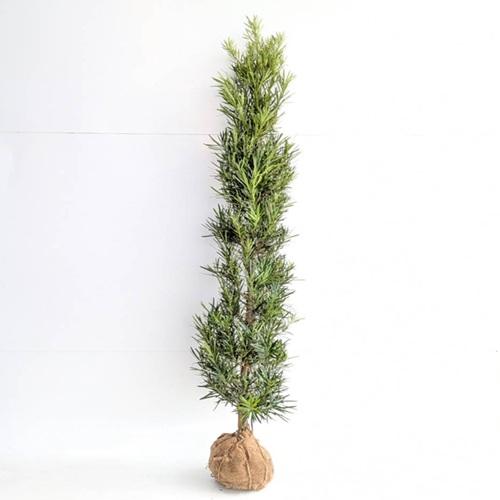 ラカンマキ 樹高1.2m前後 根巻 （6本セット）（送料無料） 苗 植木