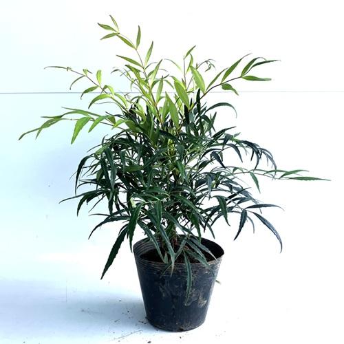 マホニア コンフューサ 樹高0.3m前後 15cmポット （ 単 品 ） 苗 植木