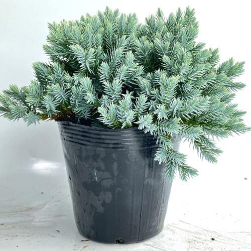 ブルースター 葉張り20cm前後 15cmポット （ 単 品 ） コニファー 植木