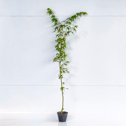 イロハモミジ 樹高1.0m前後 12cmポット （40本セット）（送料無料） 苗