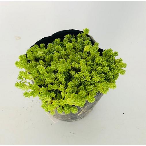 ゴールデンモス ゴールドモス / 9.0cmポット （56本セット）（送料無料） 苗 植木 苗木 庭 グランドカバー_1