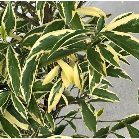 フイリサカキ 樹高1.0m前後 15cmポット （ 単 品 ） 苗 植木 苗木 庭
