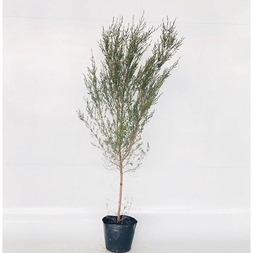 ギョリュウバイ 樹高0.8m前後 18cmポット （8本セット）（送料無料