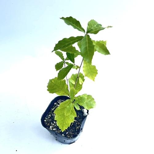 ぽぽちゃん　コナラ 樹高H1.6m 楽天市場】◇送料無料◇ コナラ 苗 【コナラ】 ポット苗 （ニーム小袋