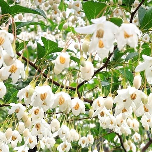 エゴノキ 樹高0.3m前後 10.5cmポット （ 単 品 ） 苗 植木 苗木 : 花と