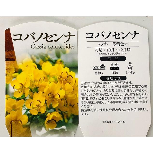 ラカンマキ 樹高0.5m前後 15cmポット （40本セット）（送料無料） 苗
