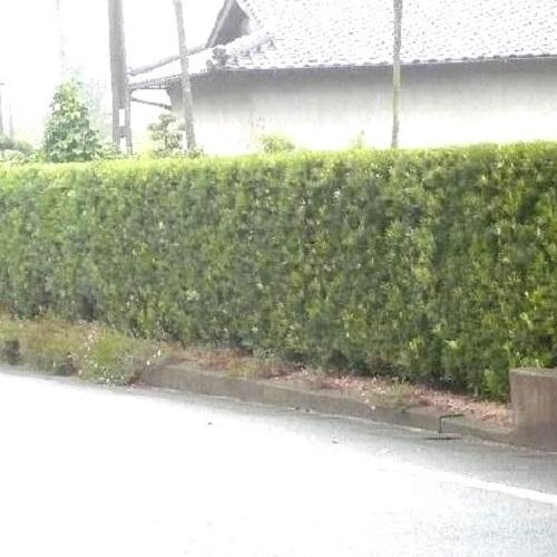 ラカンマキ 樹高0.5m前後 15cmポット （60本セット）（送料無料） 苗 植木 苗木 庭_1