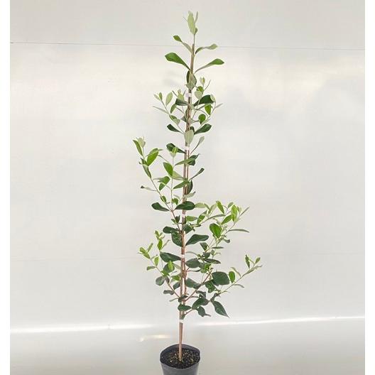 フェイジョア 樹高1.0m前後 15cmポット （ 単 品 ） 苗 植木 苗木 庭