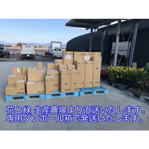 ヒサカキ 樹高0.4m前後 15cmポット （80本セット）（送料無料） 苗 植木 苗木 庭_4