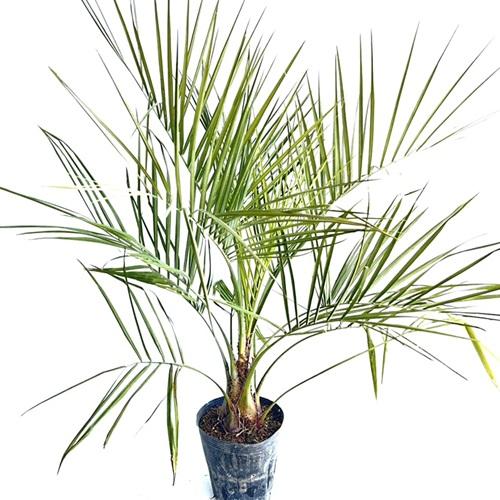 楽天市場】ココスヤシ（種類（植物）ヤシ）の通販 ココスヤシ実生苗 4