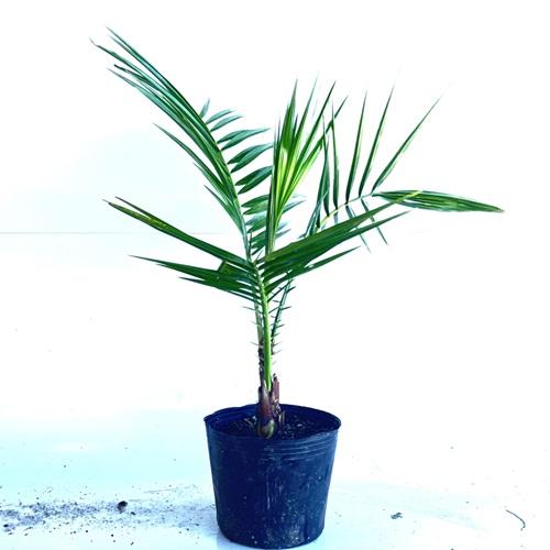 ナツメヤシ10本セット