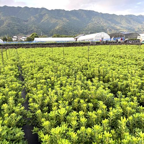 トベラ 樹高0.4m前後 15cmポット （ 単 品 ） 苗 植木 苗木 : 花と緑
