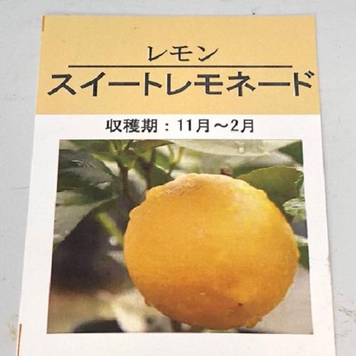 レモン スイートレモネード 樹高0.2m前後 9cmポット （25本セット