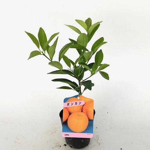 ポンカン ぽんかん 樹高0.2m前後 9.0cmポット （10本セット