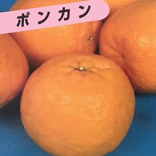 ポンカン ぽんかん 樹高0.2m前後 9.0cmポット （15本セット）（送料