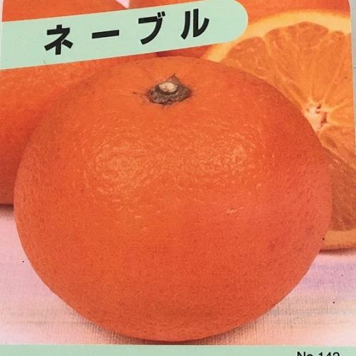 ネーブルオレンジ 樹高0.2m前後 9.0cmポット （10本セット