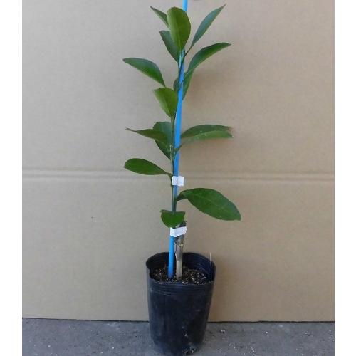 パール柑 土佐文旦 樹高0.5m前後 15cmポット （ 単 品 ） お手軽