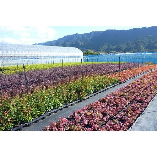 イヌマキ 樹高0.3m前後 10.5cmポット （30本セット）（送料無料） 苗 植木 苗木 庭_5