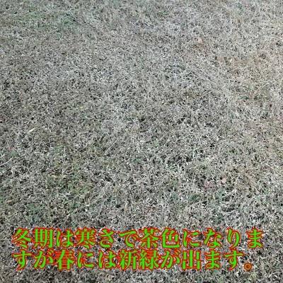 リピア（ヒメイワダレソウ） / 9.0cmポット （24本セット）（送料無料