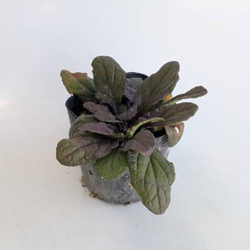 アジュガ / 9.0cmポット （ 単 品 ） 苗 植木 苗木 庭 グランドカバー