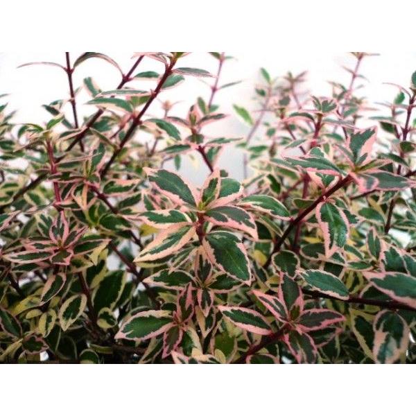 アベリア コンフェッティ 樹高0 2m前後 15cmポット 単 品 販売 苗 植木 苗木 庭木 垣根 生垣 生け垣 生垣用 目隠し 木 1160 花と緑 谷川緑販 通販 Yahoo ショッピング