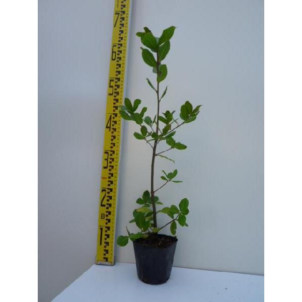 ウバメガシ 樹高0.2m前後 10.5cmポット （ 単 品 ） 苗 植木 苗木 庭