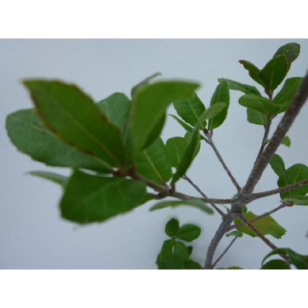 ウバメガシ 樹高0.2m前後 10.5cmポット （ 単 品 ） 苗 植木 苗木 : 花