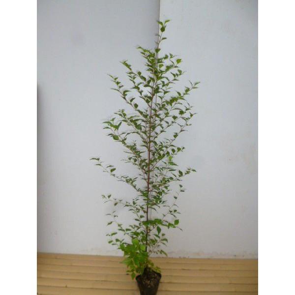エゴノキ 樹高1.0m前後 10.5cmポット （ 単 品 ） 苗 植木 苗木 : 花と