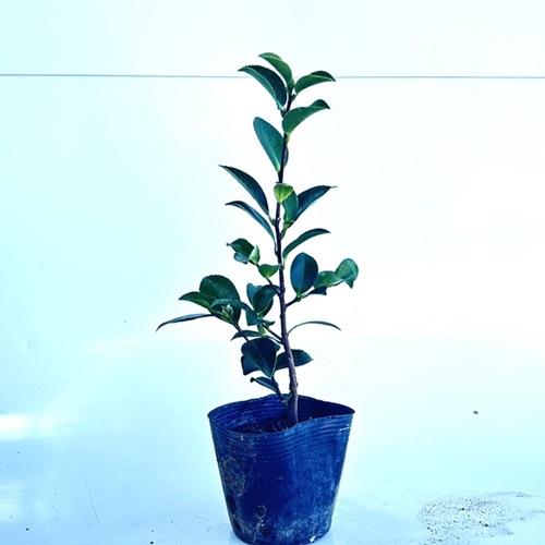 カンツバキ 樹高0 3m前後 10 5cmポット 販売 苗 植木 苗木 庭木 垣根 生垣 生け垣 生垣用 目隠し 木 花と緑 谷川緑販 通販 Yahoo ショッピング