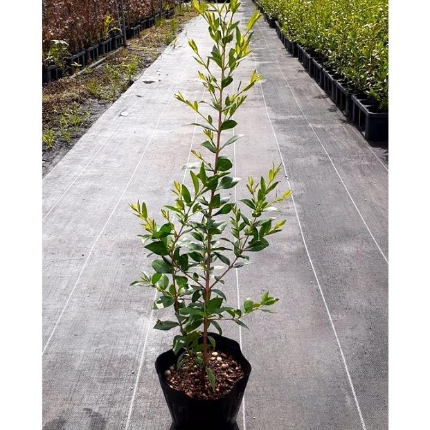 ギンバイカ 樹高0.6m前後 15cmポット ( 単 品 ) 苗 植木 苗木 ギンバイカ 樹高0.6m前後 15cmポット ( 単 品 ) 苗 植木 苗木