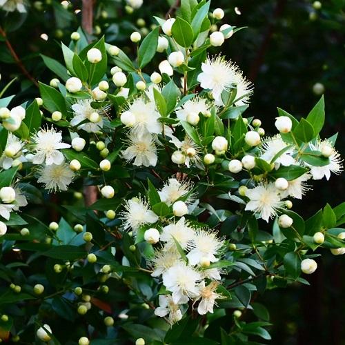 翼苗木 楽天市場】◇送料無料◇ 沈丁花 苗 【ジンチョウゲ （赤）】 約