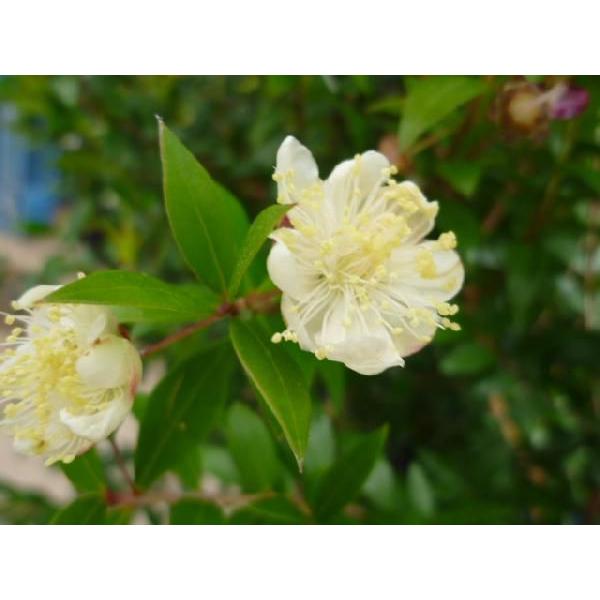 ギンバイカ 樹高0 6m前後 15cmポット 販売 苗 植木 苗木 庭木 垣根 生垣 生け垣 生垣用 目隠し 木 2142 花と緑 谷川緑販 通販 Yahoo ショッピング