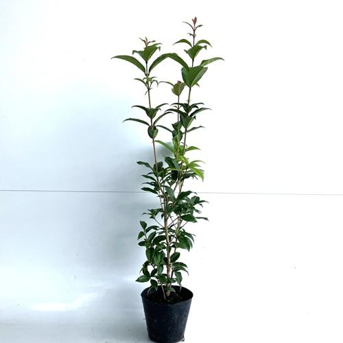 キンモクセイ 樹高0 5m前後 15cmポット 販売 苗 植木 苗木 庭木 垣根 生垣 生け垣 生垣