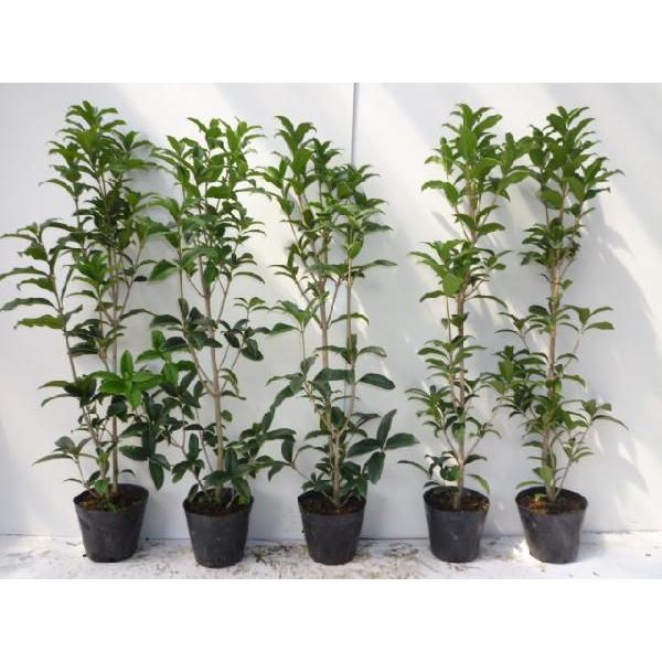 キンモクセイ 樹高0 5m前後 15cmポット 単 品 販売 苗 植木 庭木 垣根 生垣 苗木 目隠し 生け垣 木 日本産 生垣用