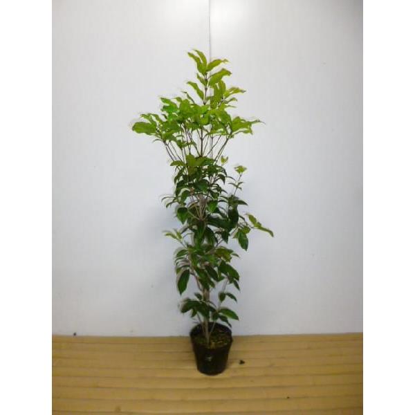 ギンモクセイ 樹高0.8m前後 15cmポット （ 単 品 ）  苗 植木 苗木 庭（Yahoo!・花と緑スーパーSEVEN）