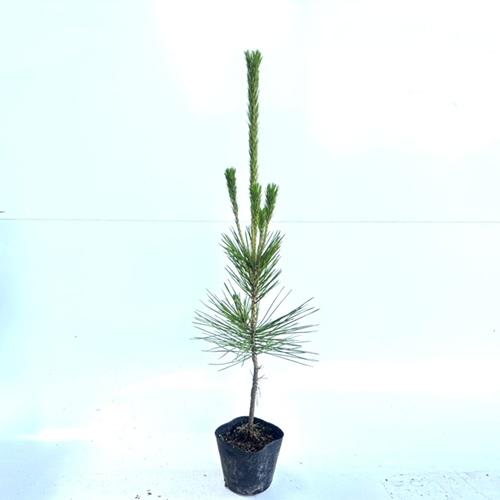 クロマツ 樹高0 3m前後 10 5cmポット 販売 苗 植木 苗木 庭木 垣根 生垣 生け垣