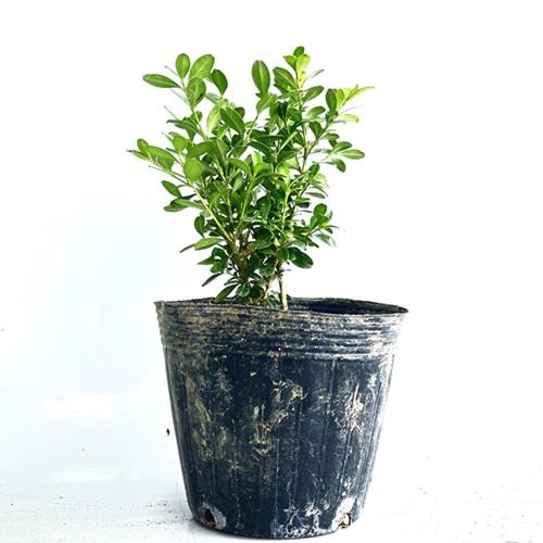 クサツゲ 樹高0.2m前後 12cmポット （ 単 品 ）  苗 植木 苗木 庭 | 