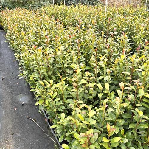 サカキ （ホンサカキ） 本榊 樹高0.4m前後 10.5cmポット （ 単 品