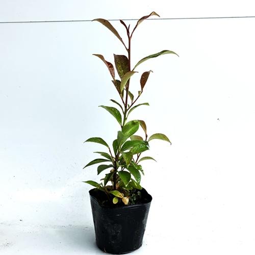 サカキ （ホンサカキ） 本榊 樹高0.3m前後 10.5cmポット （ 単 品