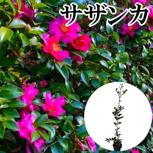 サザンカ 樹高1.0m前後 15cmポット （ 単 品 ） 苗 植木 苗木 庭 : 花