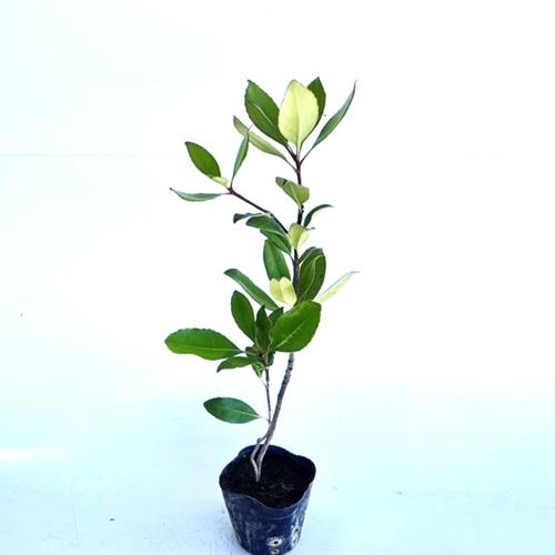 シャリンバイ 樹高0.2m前後 10.5cmポット （ 単 品 ） 苗 植木 苗木 庭