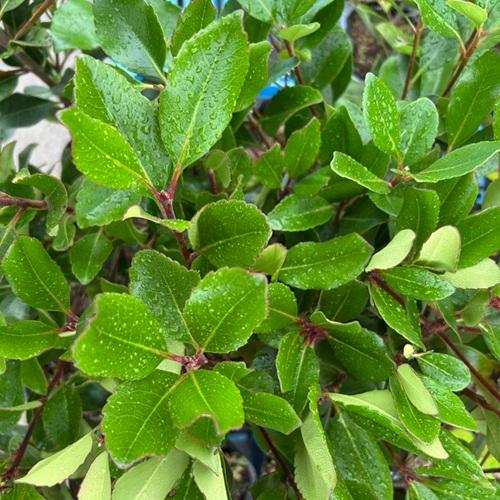 シャリンバイ 樹高0.2m前後 10.5cmポット （ 単 品 ） 苗 植木 苗木 庭