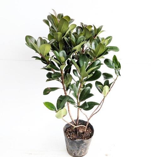 シャリンバイ 樹高0.4m前後 15cmポット （ 単 品 ） 苗 植木 苗木 : 花