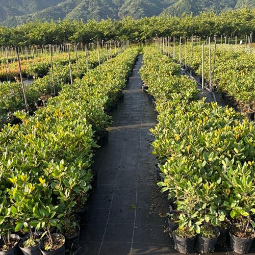 シャリンバイ 樹高0.4m前後 15cmポット （ 単 品 ） 苗 植木 苗木 : 花