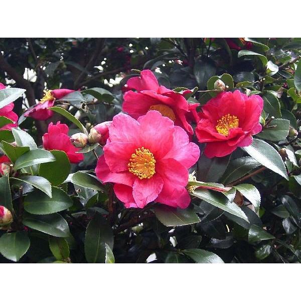 サザンカ 樹高0 4m前後 10 5cmポット 販売 苗 植木 苗木 庭木 垣根 生垣 生け垣