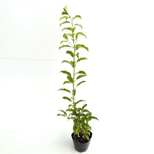 ソヨゴ 樹高0.5m前後 10.5cmポット （ 単 品 ） 実生苗 苗 植木 苗木