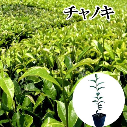 チャノキ 樹高0.3m前後 10.5cmポット （ 単 品 ）  苗 植木 苗木 庭 | 