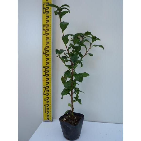 チャノキ 樹高0 2m前後 10 5cmポット 販売 苗 植木 苗木 庭木 垣根 生垣 生け垣 生垣用 目隠し 木 4232 花と緑 谷川緑販 通販 Yahoo ショッピング